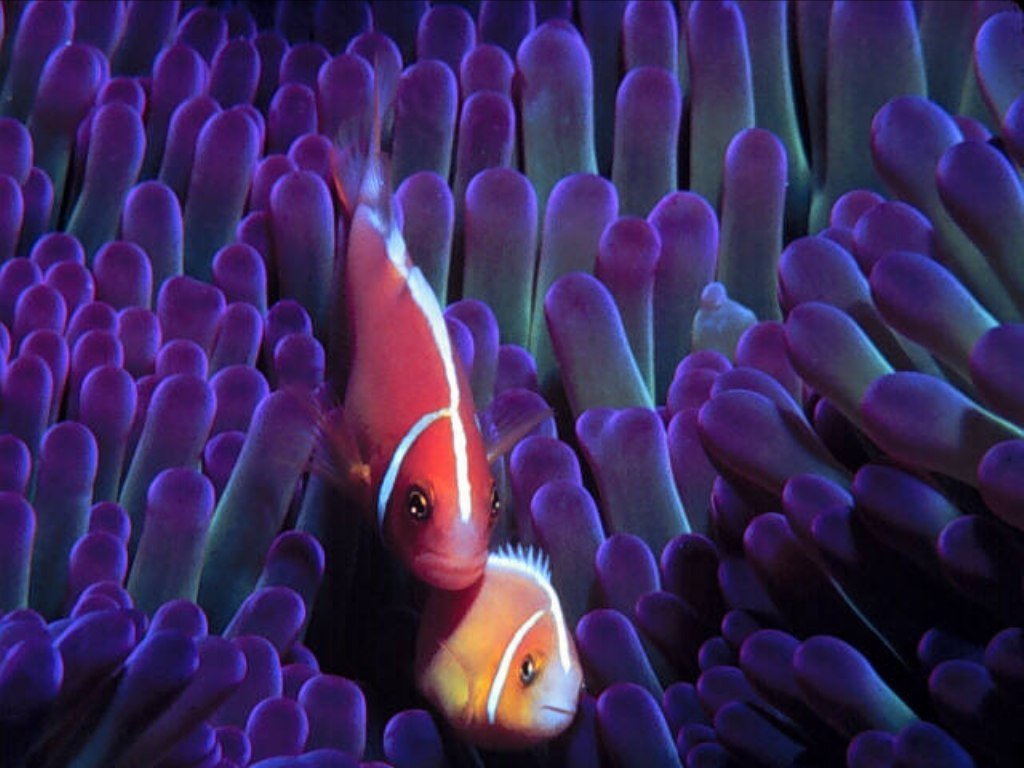 Aquatique - 033